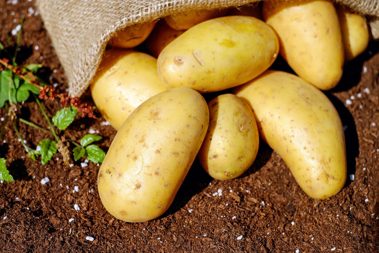 Auswahl und Vielfalt der Kartoffelsorten: Ein Leitfaden der beliebtesten Sorten in Deutschland