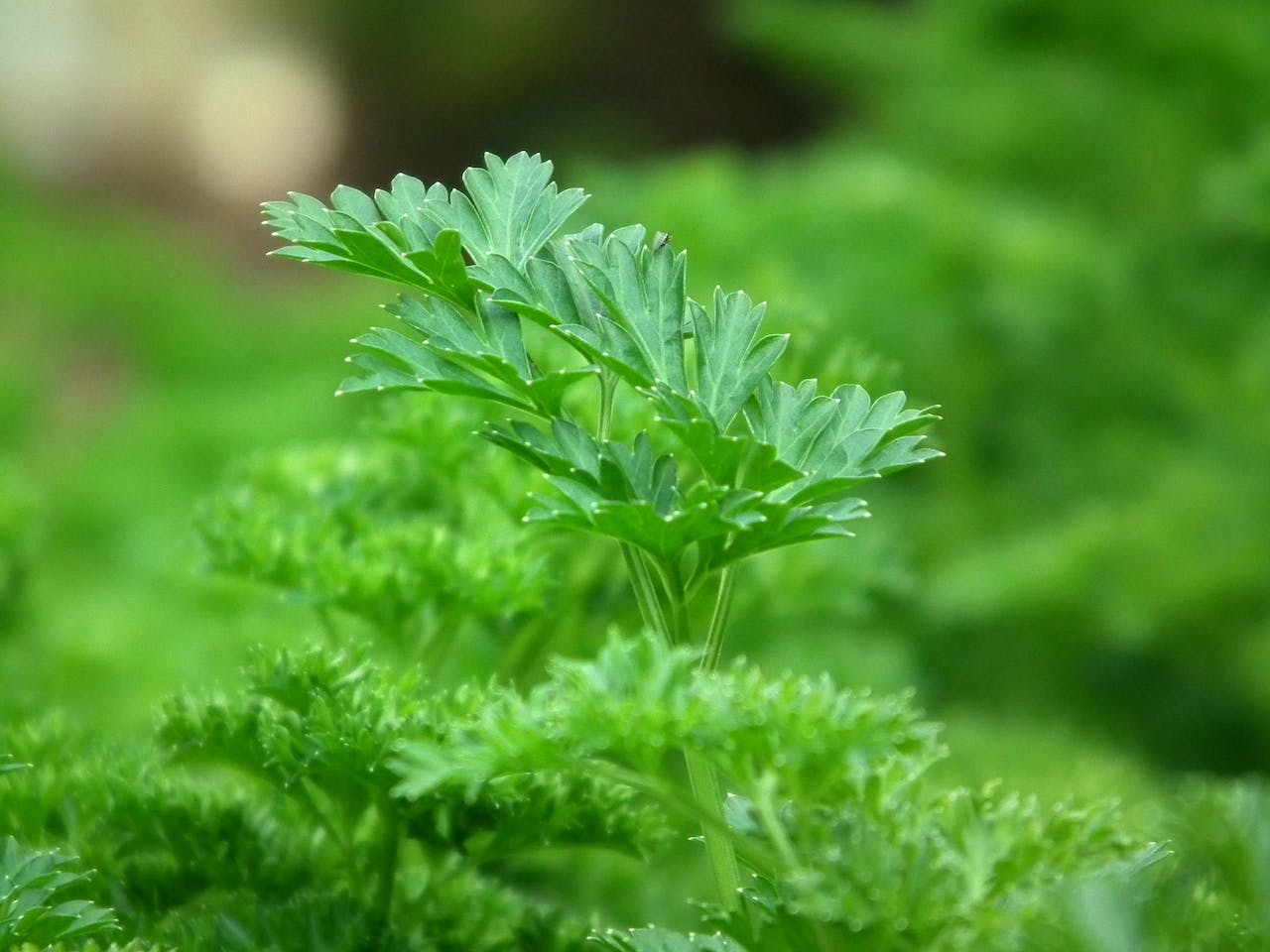 Auf dem Bild ist frische, grüne Petersilie zu sehen, die mit ihrem intensiven Aroma und ihren krause Blättern einen wertvollen Beitrag in der Küche leistet