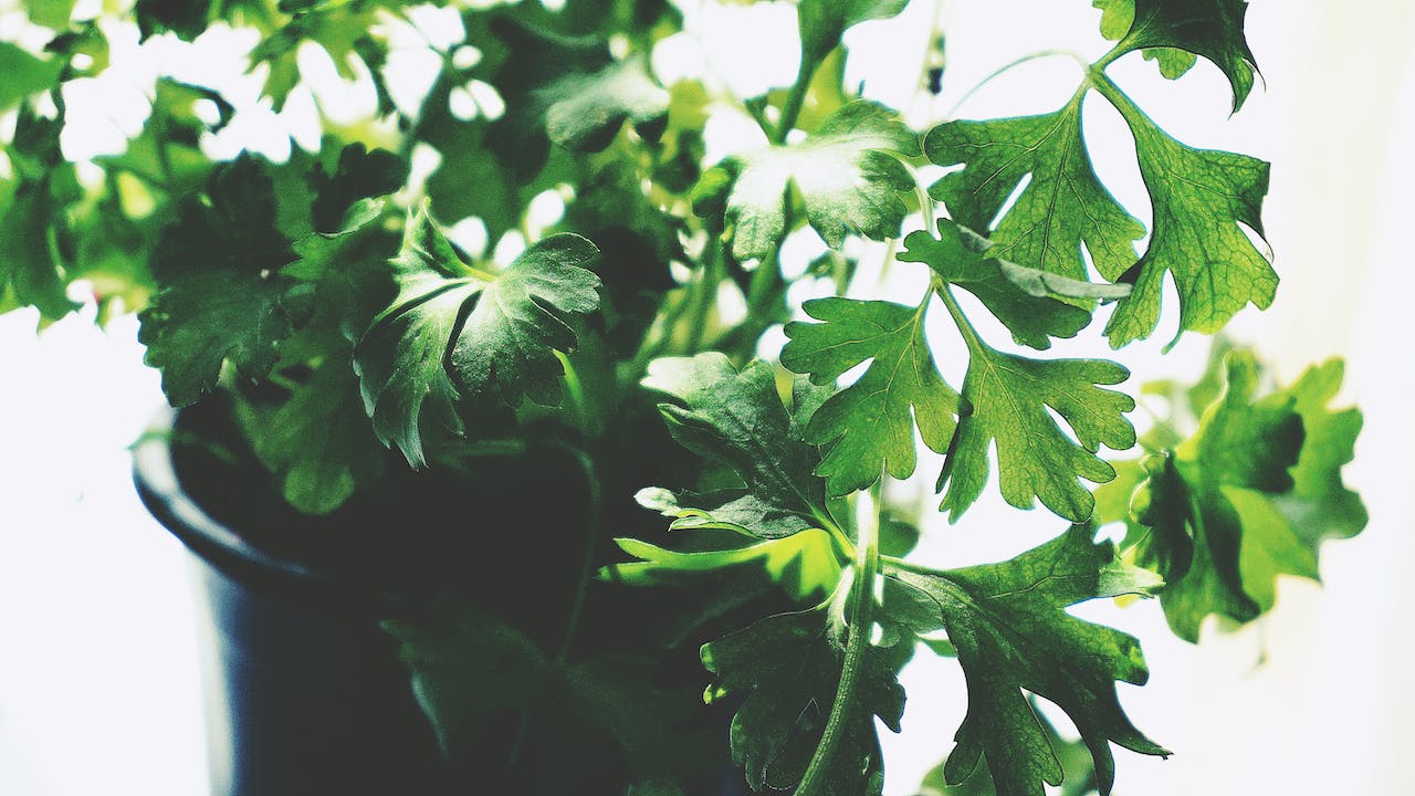 Auf dem Bild ist frische Petersilie zu sehen, die mit ihren grünen, krausen Blättern eine aromatische und vielseitige Ergänzung zu vielen Gerichten bietet