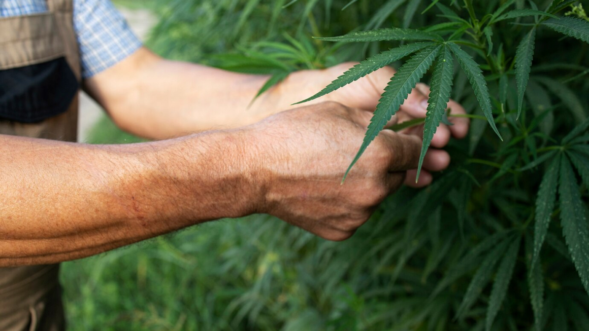 Wie Deutschland die Legalisierung von Cannabis umsetzt